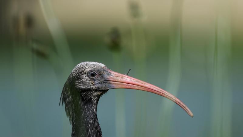 Ein junger Waldrapp sitzt auf einer Wiese. Foto: Felix Kästle/dpa/Archivbild Ein junger Waldrapp sitzt auf einer Wiese. Foto: Felix Kästle/dpa/Archivbild