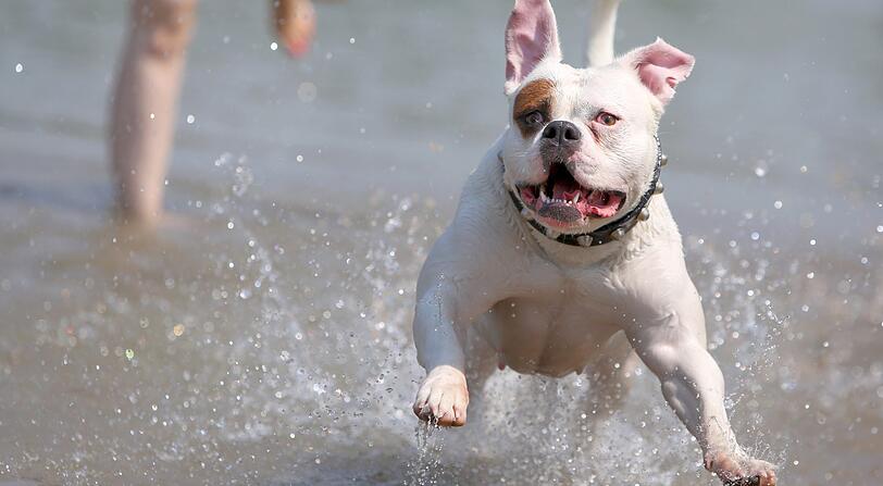 Kategorie 2: American Bulldog