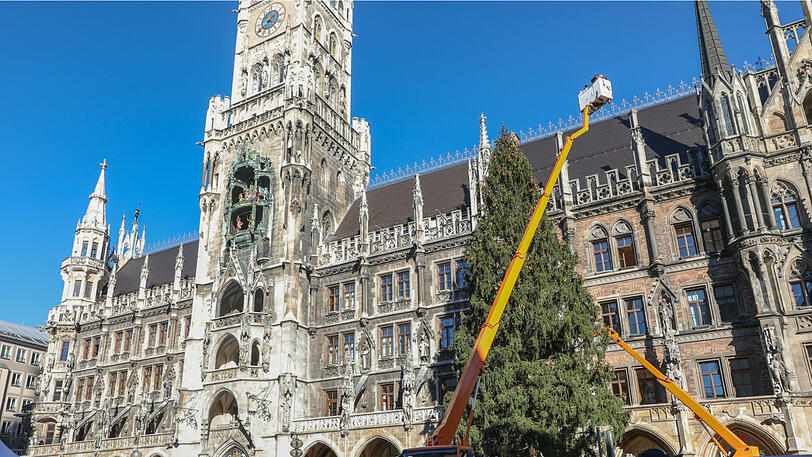 Bilder vom Christbaum-Aufbau am Marienplatz: Seit Montagmorgen steht die 30-Meter-Fichte im Herzen der Stadt.