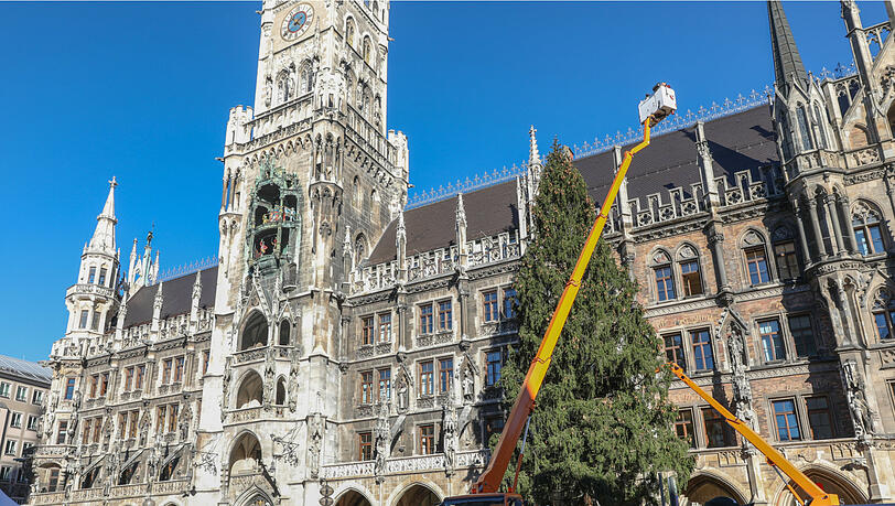 Bilder vom Christbaum-Aufbau am Marienplatz: Seit Montagmorgen steht die 30-Meter-Fichte im Herzen der Stadt. Bilder vom Christbaum-Aufbau am Marienplatz: Seit Montagmorgen steht die 30-Meter-Fichte im Herzen der Stadt.