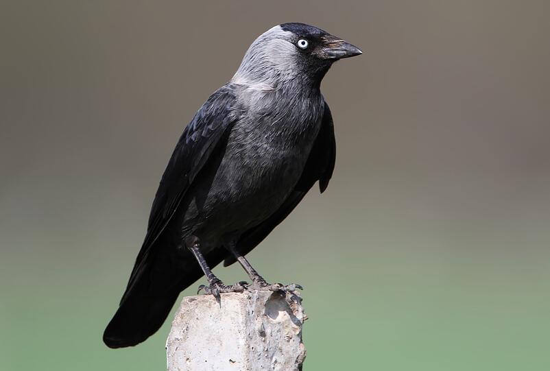 Eine weitere Angehörige in Schwarz und Grau, die gerne in der Stadt lebt, ist die Dohle. Sie wird auch Turmkrähe genannt. Abgesehen davon, dass sie kleiner ist als andere Krähen, hat sie einen spitzeren Schnabel und als Erkennungszeichen vor allem: sehr helle, blaue Augen. Eine weitere Angehörige in Schwarz und Grau, die gerne in der Stadt lebt, ist die Dohle. Sie wird auch Turmkrähe genannt. Abgesehen davon, dass sie kleiner ist als andere Krähen, hat sie einen spitzeren Schnabel und als Erkennungszeichen vor allem: sehr helle, blaue Augen.