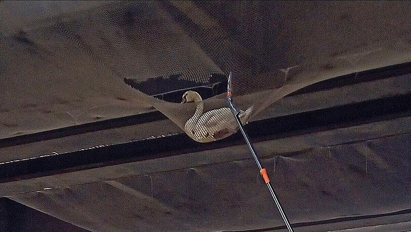 Der Schwan in seinem engmaschigen Gefängnis. Die Feuerwehr rückte an.
