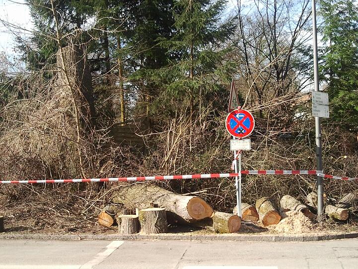 Erst stürzte die Linde ein. Die schöne alte Eiche wurde gleich mitgefällt.
