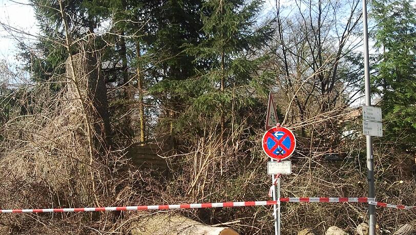 Erst stürzte die Linde ein. Die schöne alte Eiche wurde gleich mitgefällt. Erst stürzte die Linde ein. Die schöne alte Eiche wurde gleich mitgefällt.