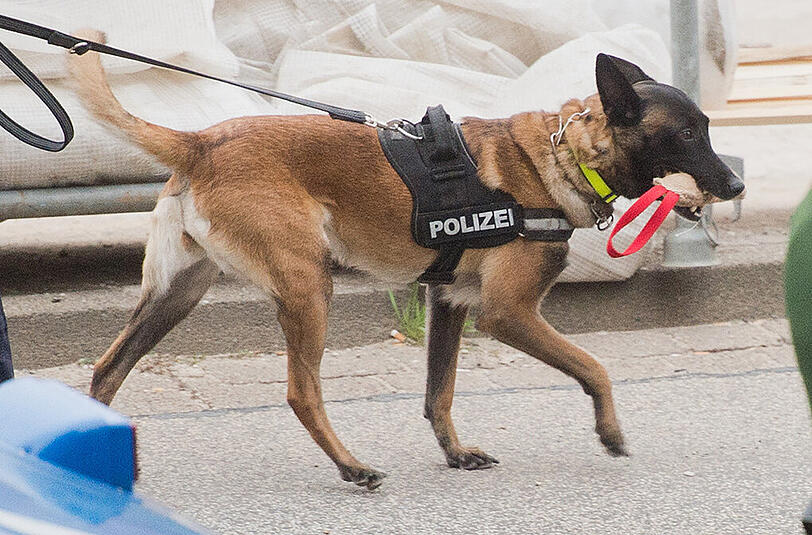"Der tut nichts", sagen Hundehalter gerne. Doch sogar Hunde mit Polizeiausbildung schnappen mal zu. (Symbolbild)