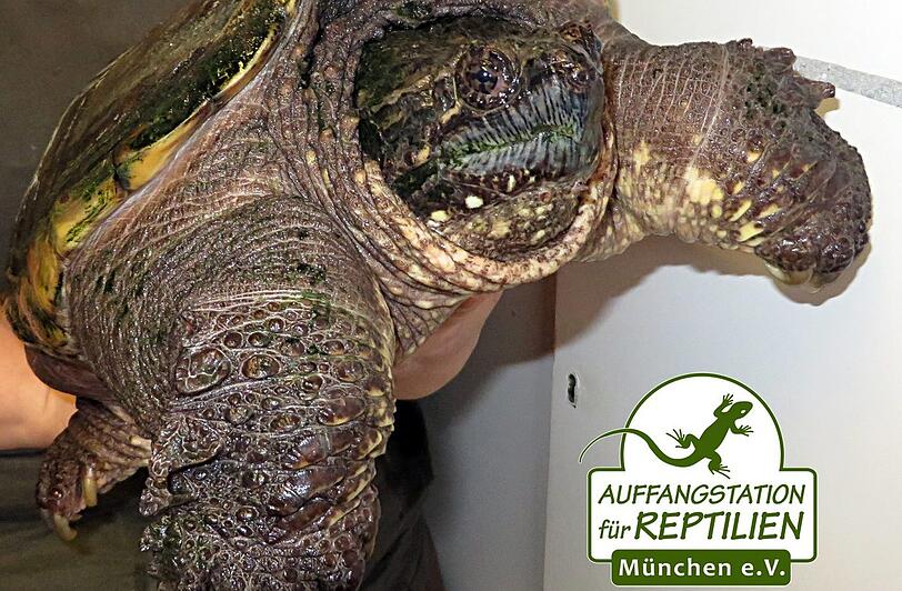 Der jüngste Neuzugang: eine männliche Schnappschildkröte.