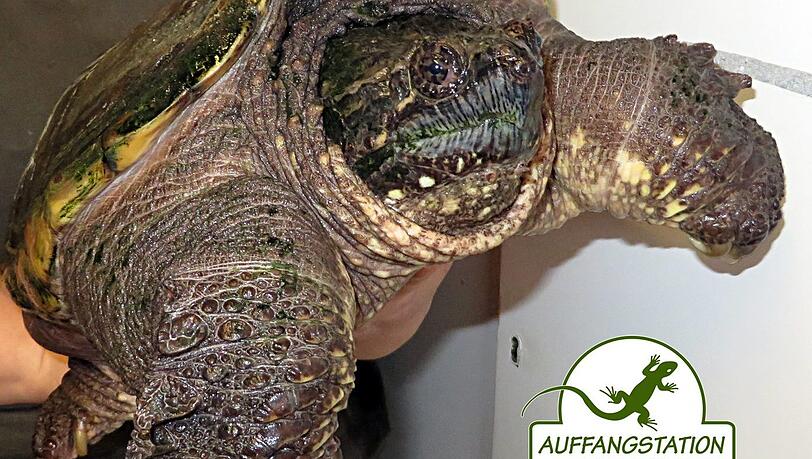 Der jüngste Neuzugang: eine männliche Schnappschildkröte. Der jüngste Neuzugang: eine männliche Schnappschildkröte.