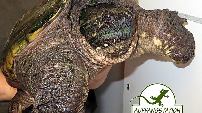 Der jüngste Neuzugang: eine männliche Schnappschildkröte.