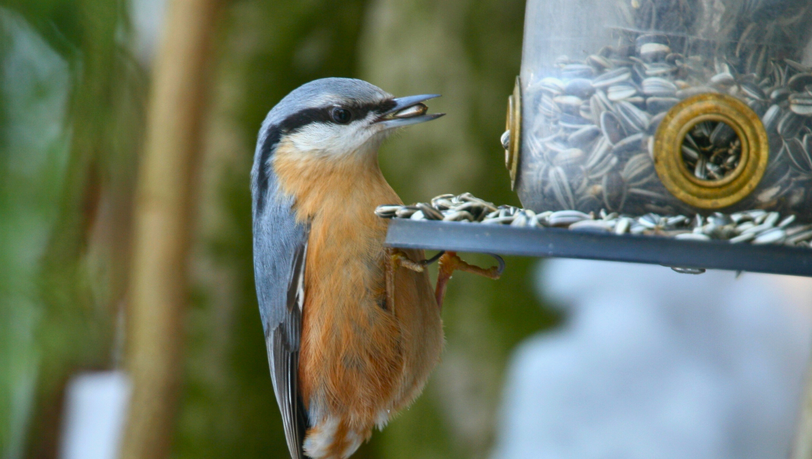 Ein Kleiber lässt sich das Vogelfutter schmecken.
