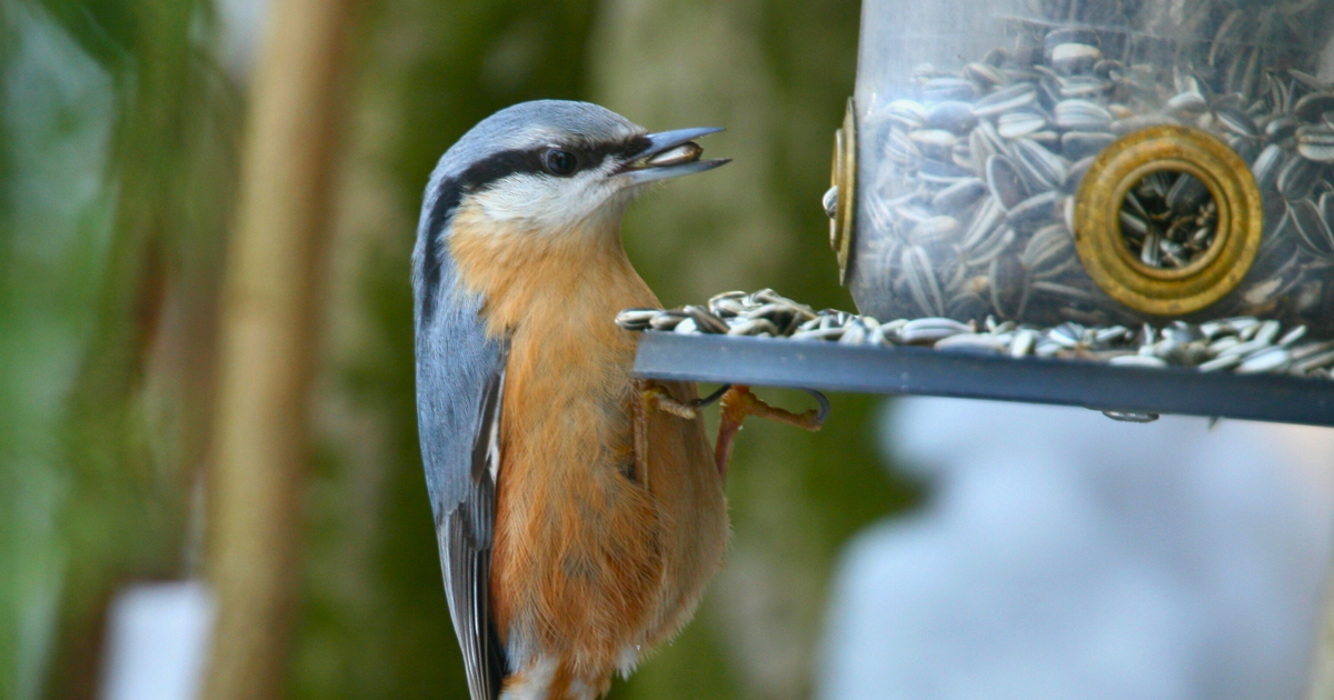 Wo-sich-ab-sofort-die-M-nchner-V-gel-beobachten-lassen