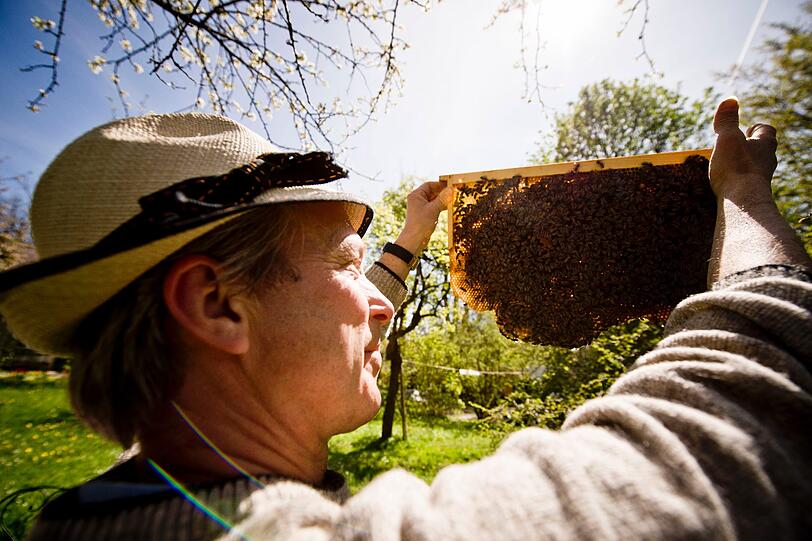 Glucklicher Imker, gluckliche Bienen: Nur mit Smoker &ndash; einem qualmenden Rauchfass &ndash; begegnet Andreas Pixis seinen 25 Bienenvölkern.