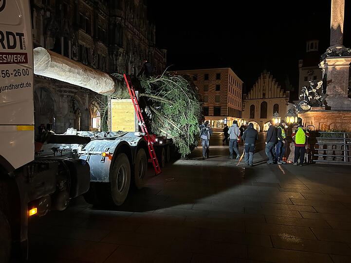 Nach 60 Kilometern Reise kam die Tanne vor dem Neuen Rathaus an.