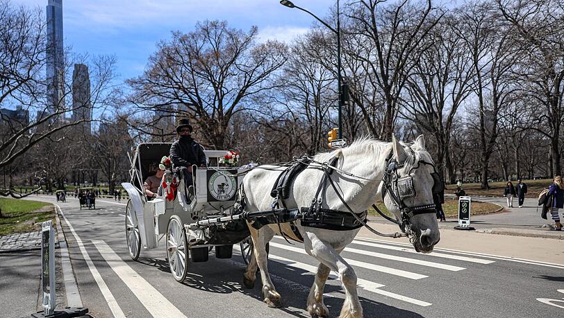 Die Kutschen rollen seit rund 150 Jahren durch den Central Park. (Archivbild)