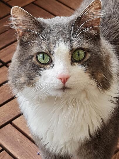Benni