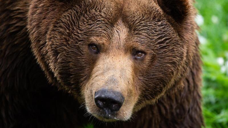 Ein Braunbär schaut in die Kamera. Foto: Christophe Gateau/dpa