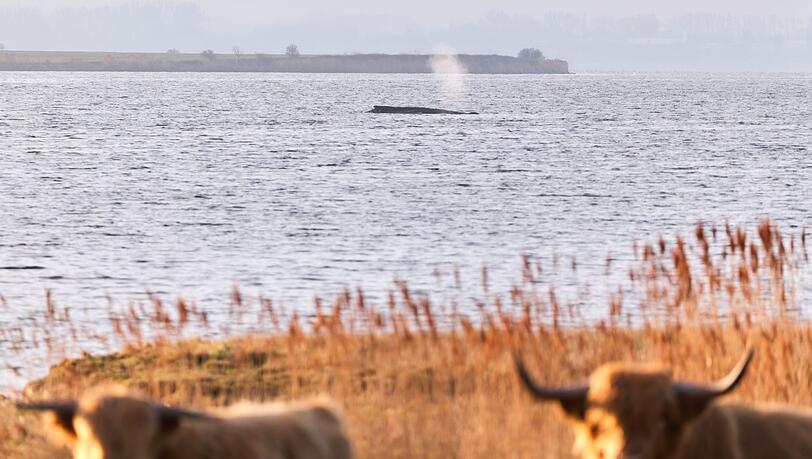 Die Umgebung des Wals wurde am Donnerstag f&uuml;r eine m&ouml;gliche Bergung vermessen.