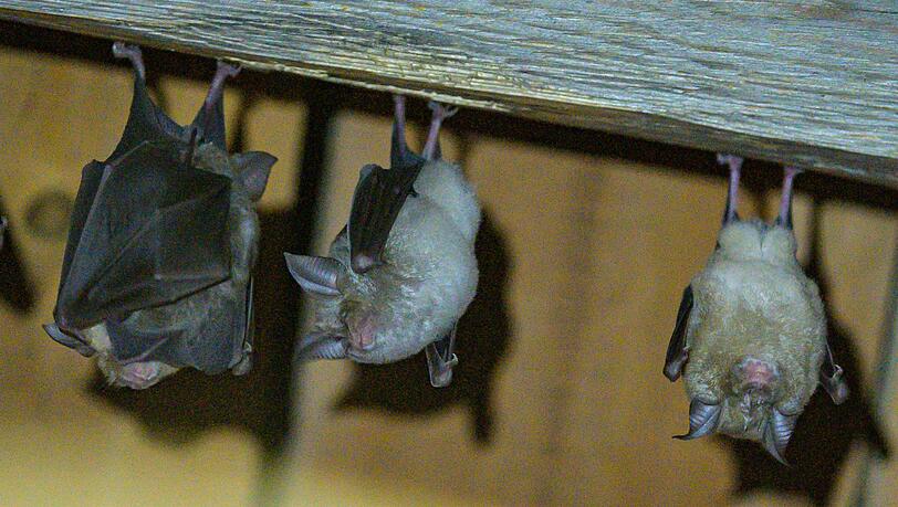 Fledermaus-Quartiere in Geb&auml;uden k&ouml;nnen sich schnell aufheizen. (Archivbild)