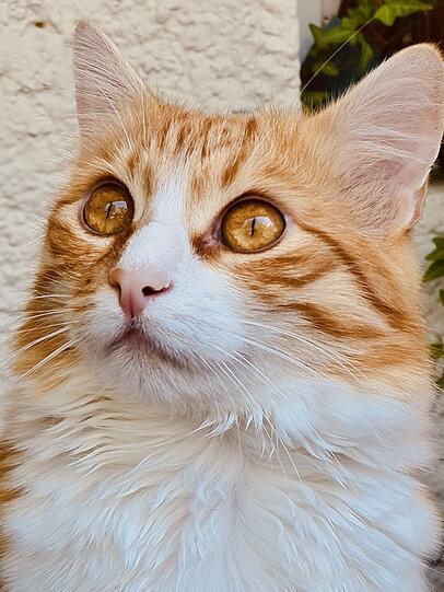 Diego