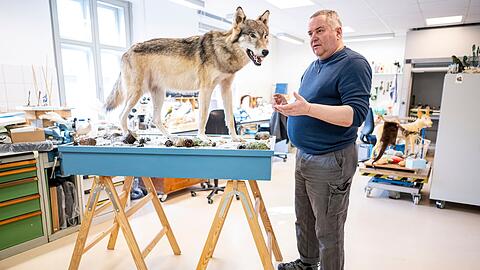Etwa eine Woche braucht Christian Blumenstein im Naturkundemuseum in Potsdam f&uuml;r die Pr&auml;paration eines toten Wolfs.