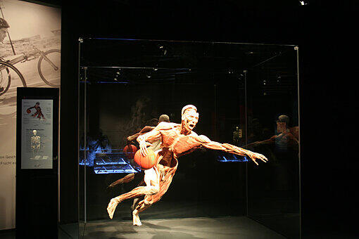 Ab April 2014 im Olympiapark: Die faszinierenden Plastinate von Gunter von Hagens