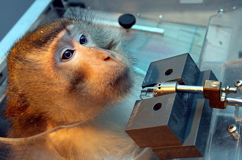 Mäuse machten etwa 63 Prozent der eingesetzten Tiere aus, eher seltener müssen Affen herhalten.