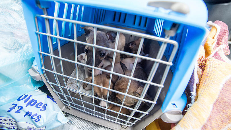 In teilweise viel zu kleinen Transportboxen mussten die Tiere stundenlang auf der Ladefläche des Fahrzeugs ausharren. (Archivbild)