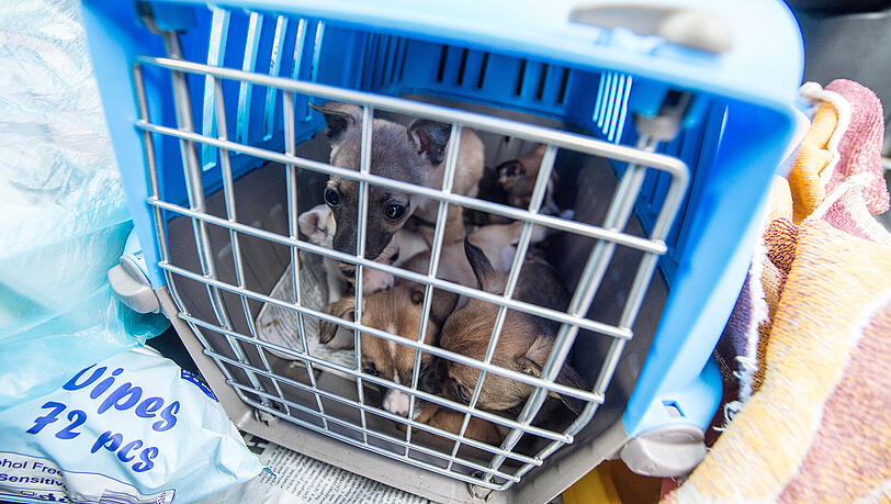 In teilweise viel zu kleinen Transportboxen mussten die Tiere stundenlang auf der Ladefläche des Fahrzeugs ausharren. (Archivbild) In teilweise viel zu kleinen Transportboxen mussten die Tiere stundenlang auf der Ladefläche des Fahrzeugs ausharren. (Archivbild)