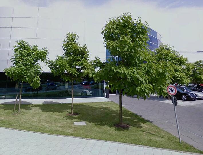 Hier dürfen sie noch munter wachsen: Die inzwischen zusammengeschnittenen Bäumchen in der Drygalskiallee.