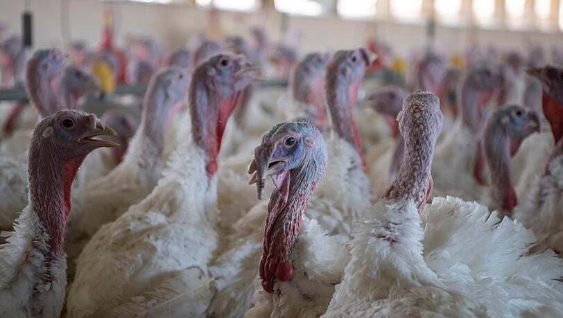 Puten im Stall eines Mastbetriebs. (Symbolbild)