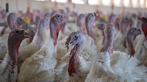 Puten im Stall eines Mastbetriebs. (Symbolbild)