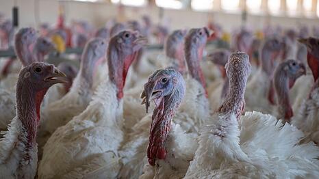 Puten im Stall eines Mastbetriebs. (Symbolbild)