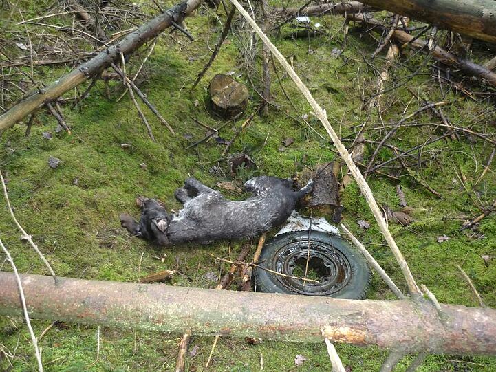 Ein trauriger Anblick: Der tote Jagdhund lag unter Ästen und Baumstämmen versteckt im Wald. Als er gefunden wurde, war sein Körper noch warm.