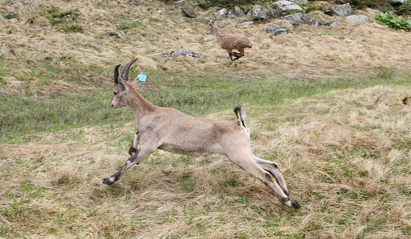In den Tiroler Alpen wurden erstmals seit 2001 wieder Steinböcke aus dem Tierpark Hellabrunn ausgewildert.
