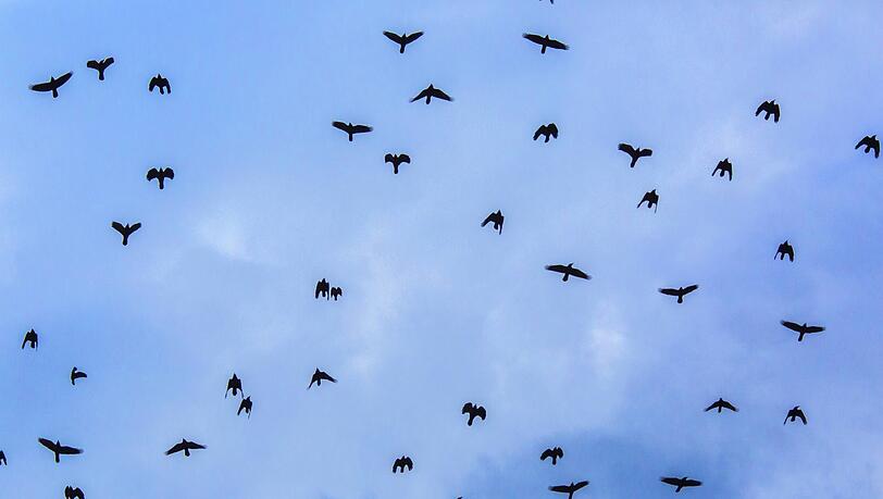 Riesige Schwärme an Rabenvögeln (hier sind Saatkrähen zu sehen) fliegen jetzt in den Abendstunden über München.