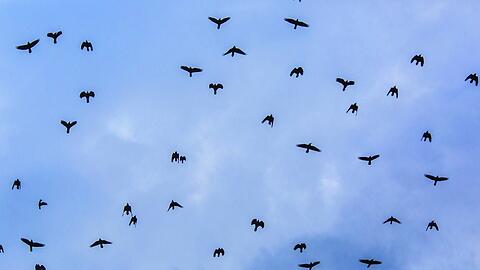 Riesige Schwärme an Rabenvögeln (hier sind Saatkrähen zu sehen) fliegen jetzt in den Abendstunden über München.