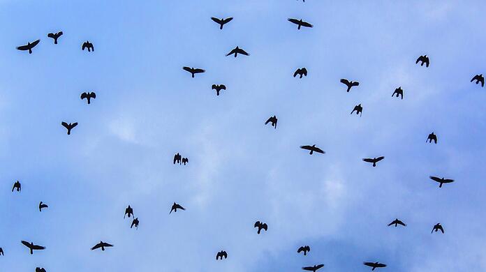 Riesige Schwärme an Rabenvögeln (hier sind Saatkrähen zu sehen) fliegen jetzt in den Abendstunden über München.