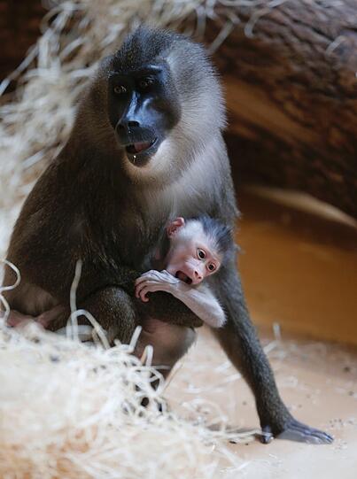 Bilder vom neuen Drill-Baby im Tierpark Hellabrunn