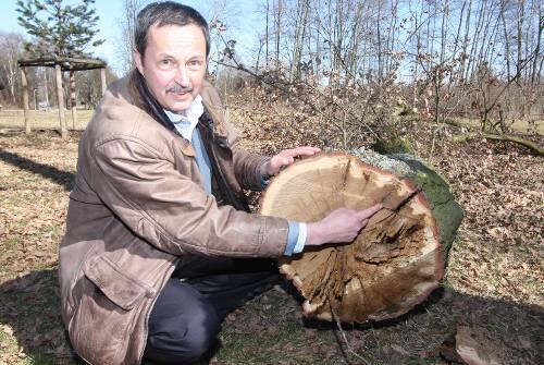 Gerhard Liwanetz zeigt's: Die Eiche war durchgehend faul.