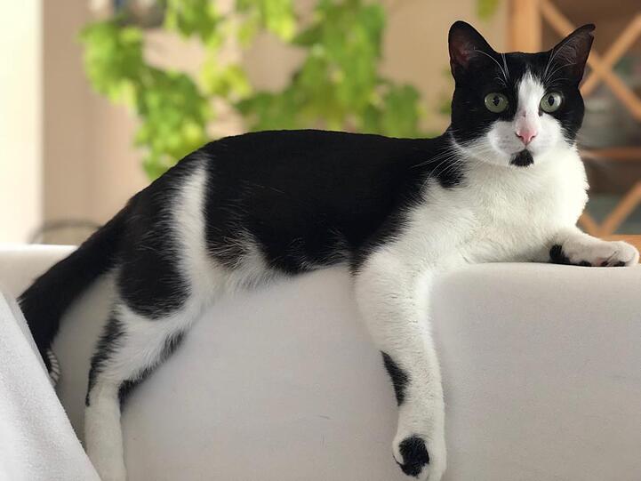 Jala