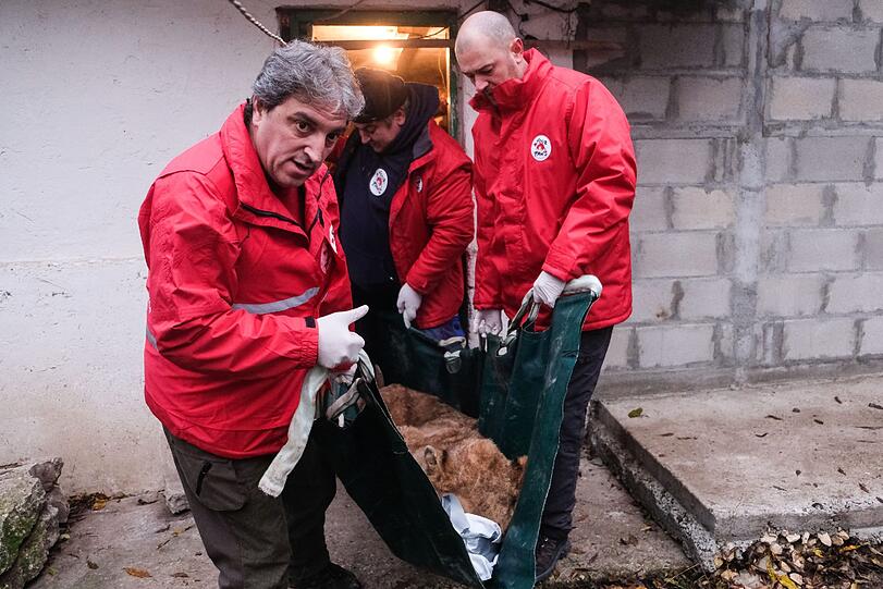 In Sofia kümmerte sich ein Ärzteteam um eines der schwer angeschlagenen Tiere.