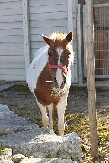 Shetland-Stute Anja.