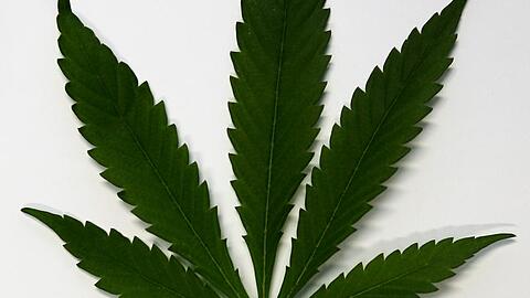 Die gesetzlichen Krankenkassen lehnen die Vergabe von Cannabis oder Cannabisprodukten auf Rezept ab.