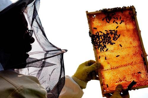 Imker bei der Arbeit: Weil es weniger Bienen gibt, ist der Honig teuer.