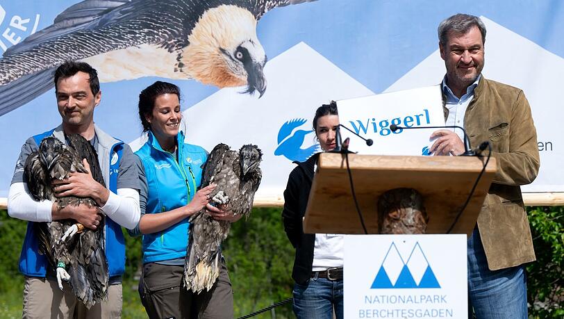 War im letzten Jahr beim Auswilderungstag mit dabei: Markus Söder (r., CSU),Ministerpräsident von Bayern, bei der Vorstellung der neuen Vögel. War im letzten Jahr beim Auswilderungstag mit dabei: Markus Söder (r., CSU),Ministerpräsident von Bayern, bei der Vorstellung der neuen Vögel.