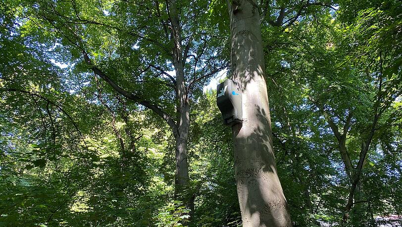 Hoch in den alten Bäumen des neuen Fledermausparks an der Isar hat der LBV in den Frühlingsanlagen Fledermauskästen aufgehängt. Dort können die Tiere schlafen und ihre Babys stillen.
