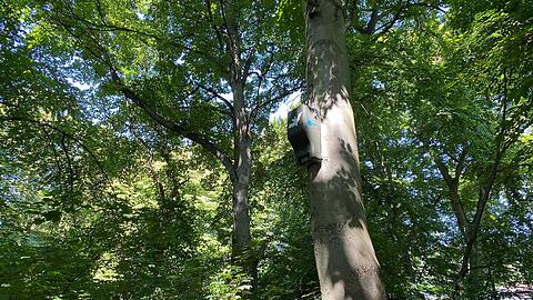 Hoch in den alten Bäumen des neuen Fledermausparks an der Isar hat der LBV in den Frühlingsanlagen Fledermauskästen aufgehängt. Dort können die Tiere schlafen und ihre Babys stillen.