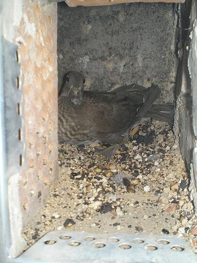 Nach der Rettung ganz schwarz: Statt auf dem Dach zu landen, war eine Ente in den Kamin gefallen.