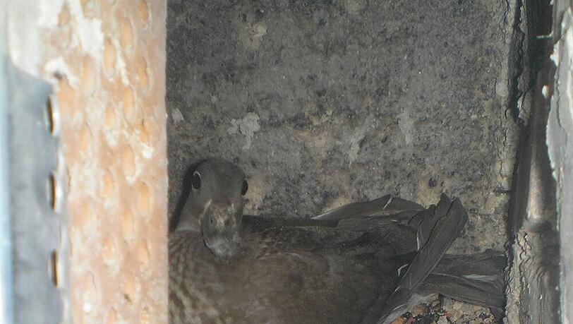 Nach der Rettung ganz schwarz: Statt auf dem Dach zu landen, war eine Ente in den Kamin gefallen. Nach der Rettung ganz schwarz: Statt auf dem Dach zu landen, war eine Ente in den Kamin gefallen.