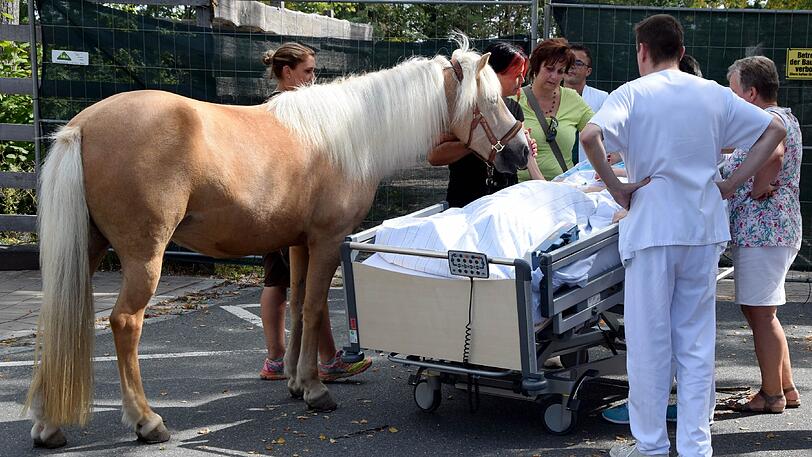 Das Pferd am Krankenbett der Frau.