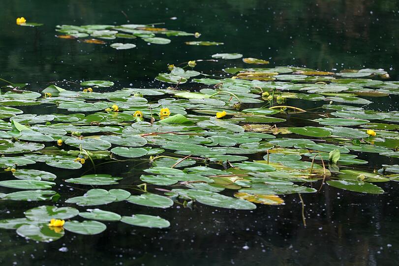 Beeindruckend: Seerosen auf dem Landschaftssee in der Lohe.